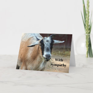 Cute Goat Eating Hay Photo Sympathy Kaart