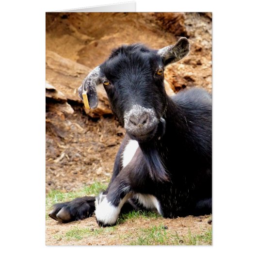 CUTE GOAT-kaart (Voorkant)
