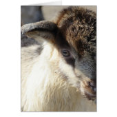 Cute Goat Kind (Voorkant)