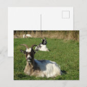Cute Goats DIY Briefkaart (Voorkant / Achterkant)