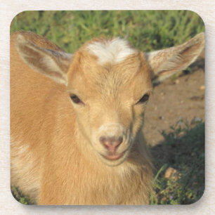 Cute Gold Nigerian Dwarf Dairy Goat Kind Bier Onderzetter