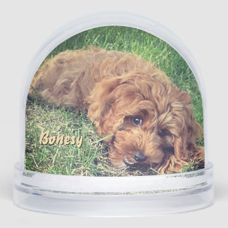 Cute Golden Doodle Snow Globe Sneeuwbol