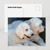Cute Golden Doodles background Briefkaart (Voorkant / Achterkant)