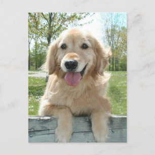 Cute Golden Retriever Dog on Fence Thinking You Briefkaart