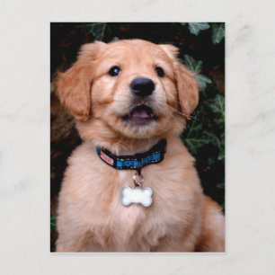 Cute Golden Retriever Puppy Briefkaart