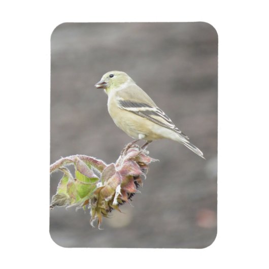 Cute Goldfinch met Seed Magnet Magneet (Verticaal)
