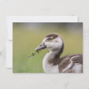 Cute Goose Chick Natuur Photo Card