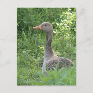 Cute Goose fermer do-it-yourself carte postale