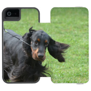 Cute Gordon Setter