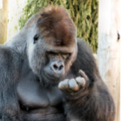 CUTE GORILLA CANVAS AFDRUK