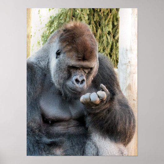CUTE GORILLA POSTER (Voorkant)