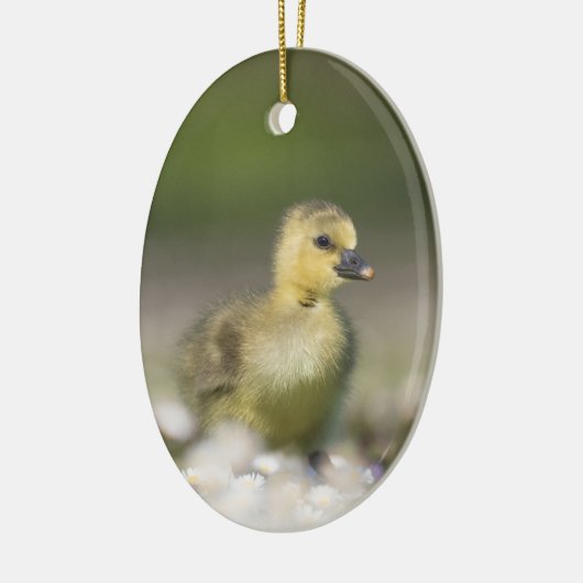 Cute Gosling Wildlife Foto Keramisch Ornament (Links)