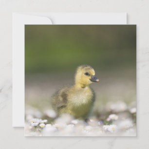 Cute Gosling Wildlife-fotokaart