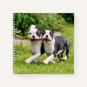 Cute grappige Boston Terrier dogs puppies spelen - Notitieboek