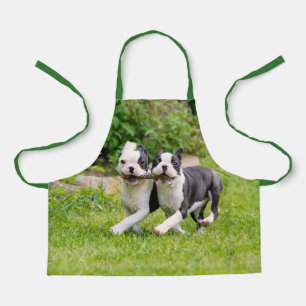 Cute grappige Boston Terrier dogs puppies spelen - Schort