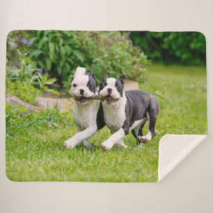Cute grappige Boston Terrier dogs puppies spelen - Sherpa Deken