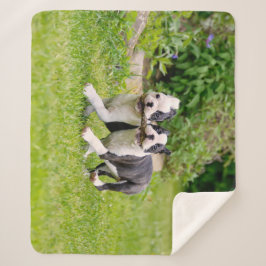 Cute grappige Boston Terrier dogs puppies spelen - Sherpa Deken