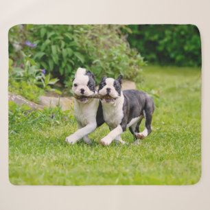 Cute grappige Boston Terrier dogs puppies spelen - Sherpa Deken
