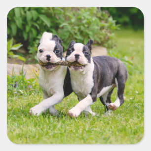 Cute grappige Boston Terrier dogs puppies spelen - Vierkante Sticker