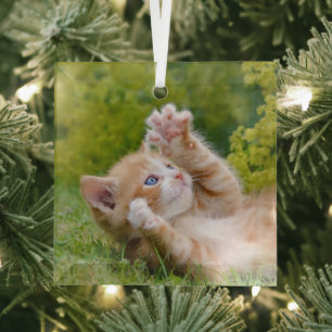 Cute grappige kattenkatjes die in een bloeiende tu glas ornament