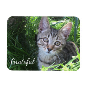 Cute Gratitude Kitten Magneet