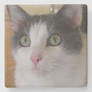 Cute Gray and White Cat Stenen Onderzetter