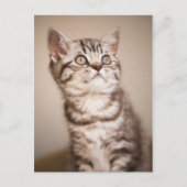 Cute Gray British Short Hair Kitten (Blue Tabby) Briefkaart (Voorkant)