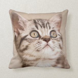Cute Gray British Short Hair Kitten (Blue Tabby) Kussen