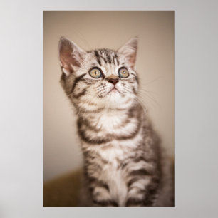 Cute Gray British Short Hair Kitten (Blue Tabby) Poster