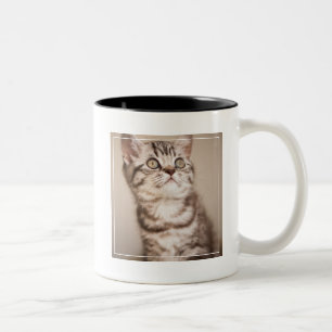 Cute Gray British Short Hair Kitten (Blue Tabby) Tweekleurige Koffiemok
