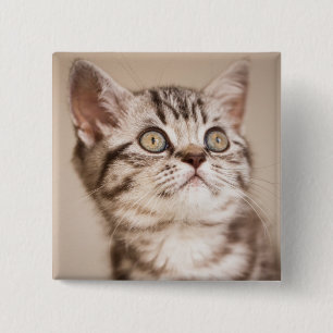 Cute Gray British Short Hair Kitten (Blue Tabby) Vierkante Button 5,1 Cm