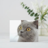 Cute Gray Cat Briefkaart (Staand voorkant)