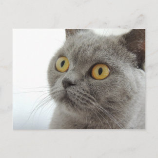 Cute Gray Cat Briefkaart