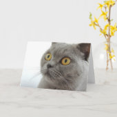 Cute Gray Cat Kaart (Gele Bloem)