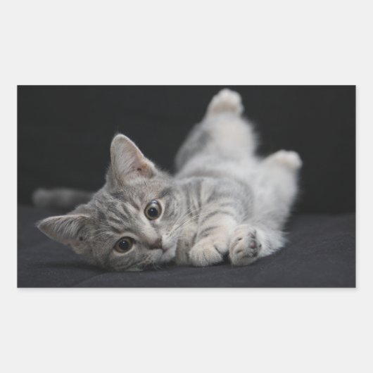 Cute Gray Cat Rechthoekige Sticker (Voorkant)