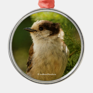 Cute Gray Jay Whiskeyjack Songbird Metalen Ornament