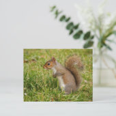 Cute Gray Squirrel Postcard Briefkaart (Staand voorkant)