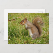 Cute Gray Squirrel Postcard Briefkaart (Voorkant / Achterkant)