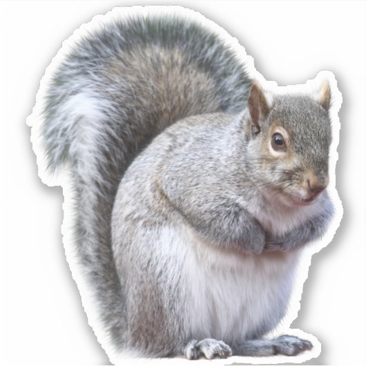 Cute Gray Squirrel Sticker (Voorkant)
