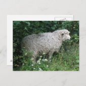 Cute Greedy Sheep Eating Briefkaart (Voorkant / Achterkant)
