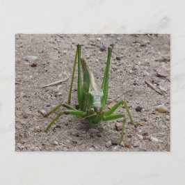 Cute Green Grasshopper DIY Briefkaart
