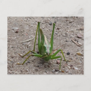 Cute Green Grasshopper DIY Briefkaart