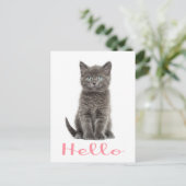 Cute Grey Kitten Amitié Bonjour Chat Carte postale (Debout devant)