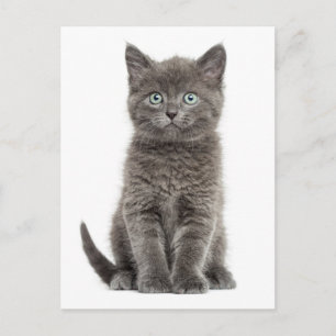 Cute Grey Kitten Hallo Love Kitty Cat Briefkaart