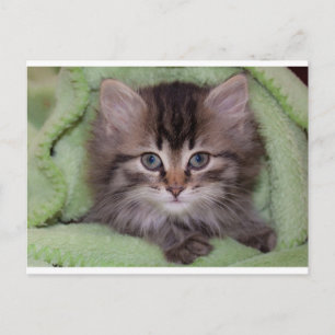 Cute Grey Kitten over het Briefkaart van de Groene