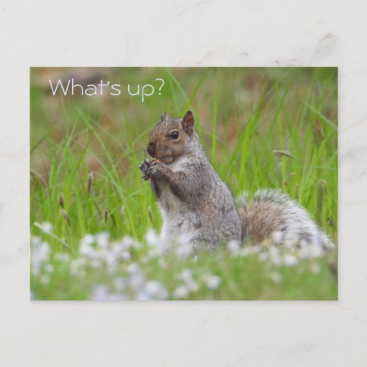 Cute Grey Squirrel - WAT IS ER? Briefkaart (Voorkant)