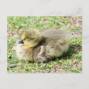 Cute Greylag Gosling Briefkaart