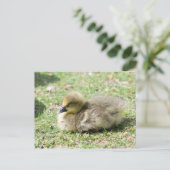 Cute Greylag Gosling Briefkaart (Staand voorkant)