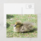 Cute Greylag Gosling Briefkaart (Voorkant / Achterkant)
