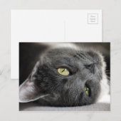 Cute grijze kat briefkaart (Voorkant / Achterkant)